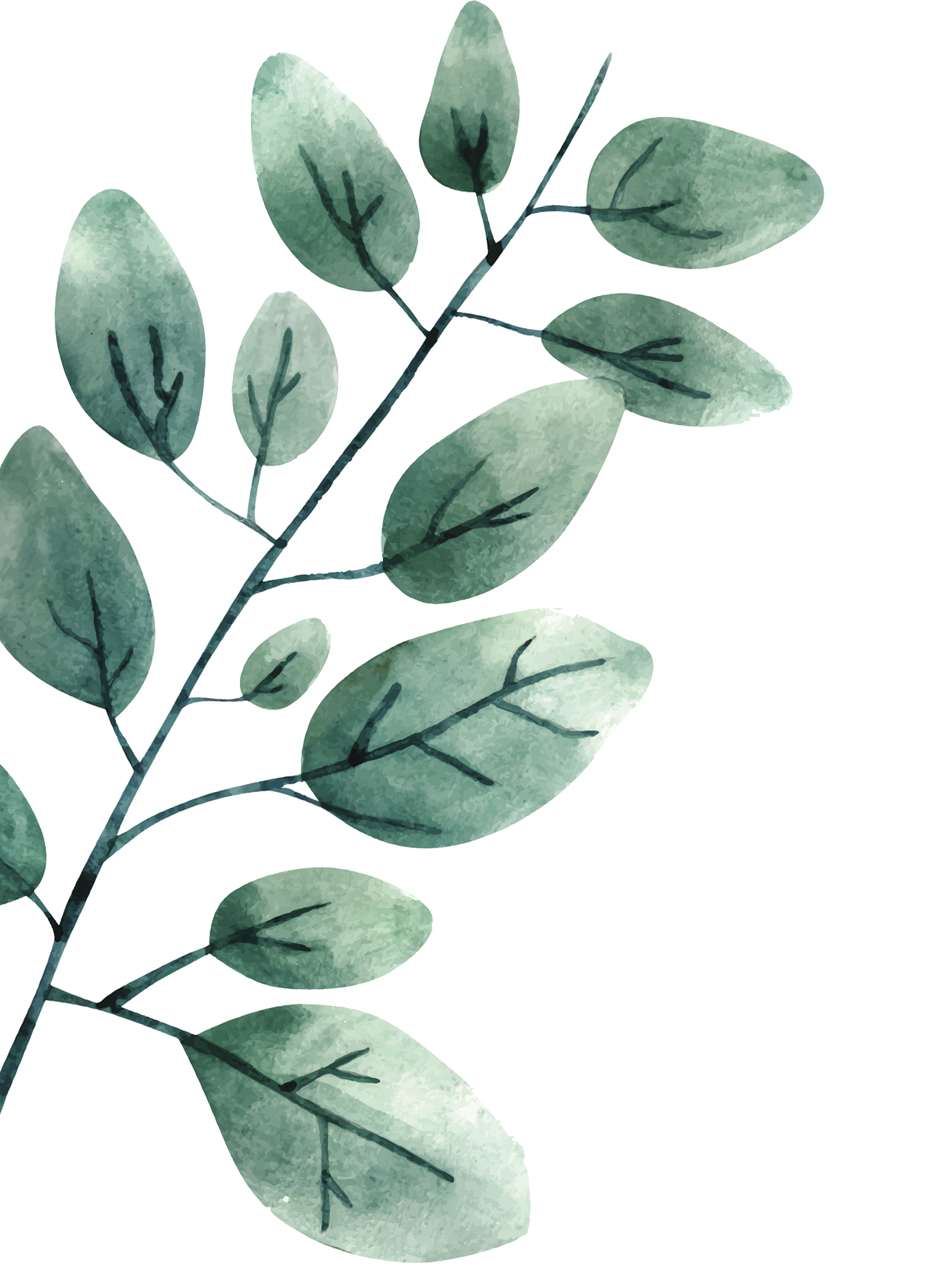 A watercolor painting of a branch with green leaves on a white background.