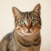 Luna, tabby cat