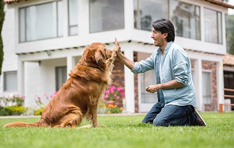 Mobile Vet Waterbury Ct At Home Veterinary Care Llc