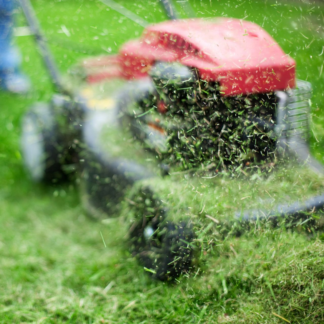 Cut and Trim Plan | Austin, TX | Fresh Green Cut and Trim Plan | Austin, TX | Fresh Green