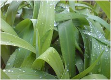 Greenery with water droplets on the leaves