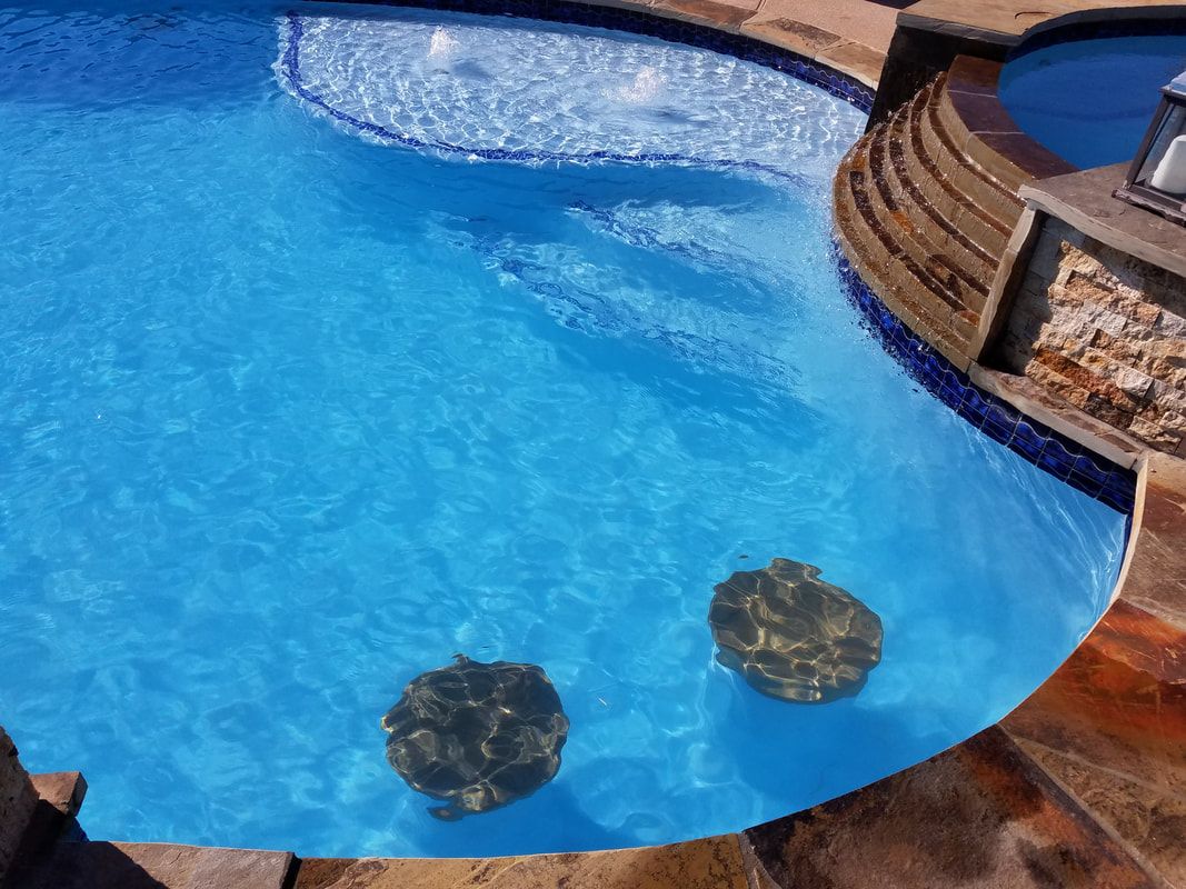 Two turtles are swimming in a large swimming pool.