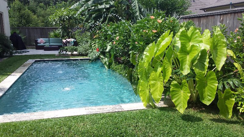 A large swimming pool surrounded by lush green plants in a backyard.
