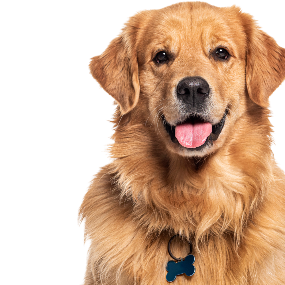 A close up of a dog 's face with its tongue hanging out.