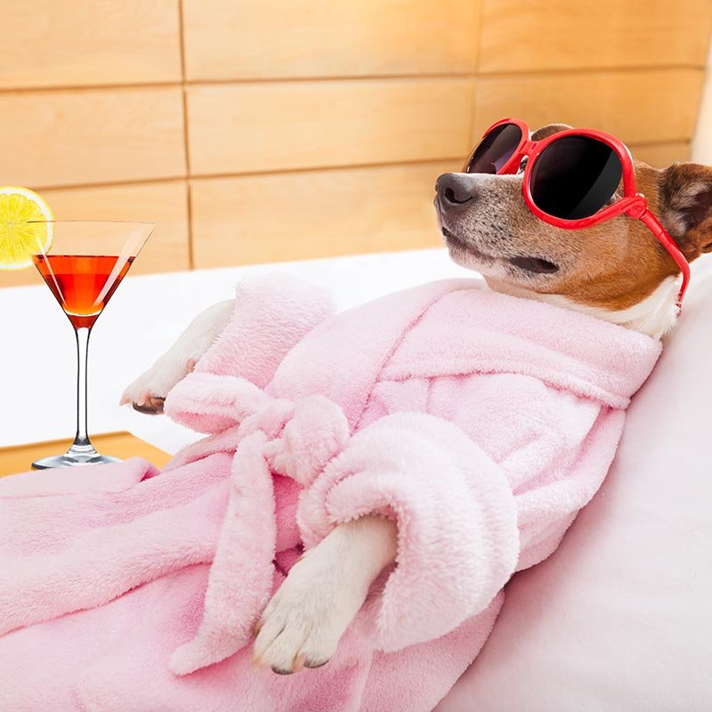 spa mascotas