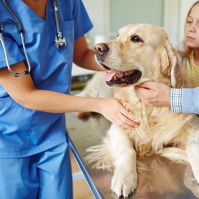 veterinaria