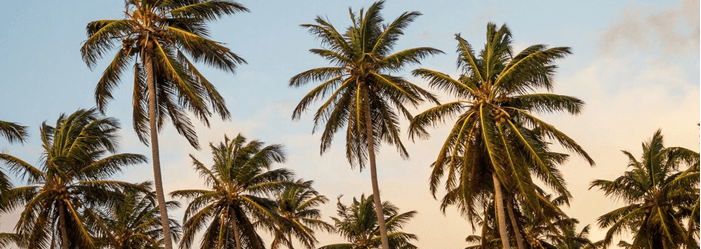 a row of palm trees against a blue sky